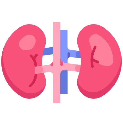 kidneys